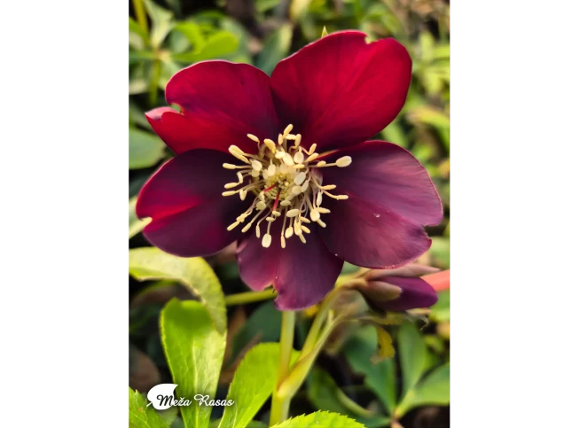 Helleborus × hybridus   'Early Dark Red'